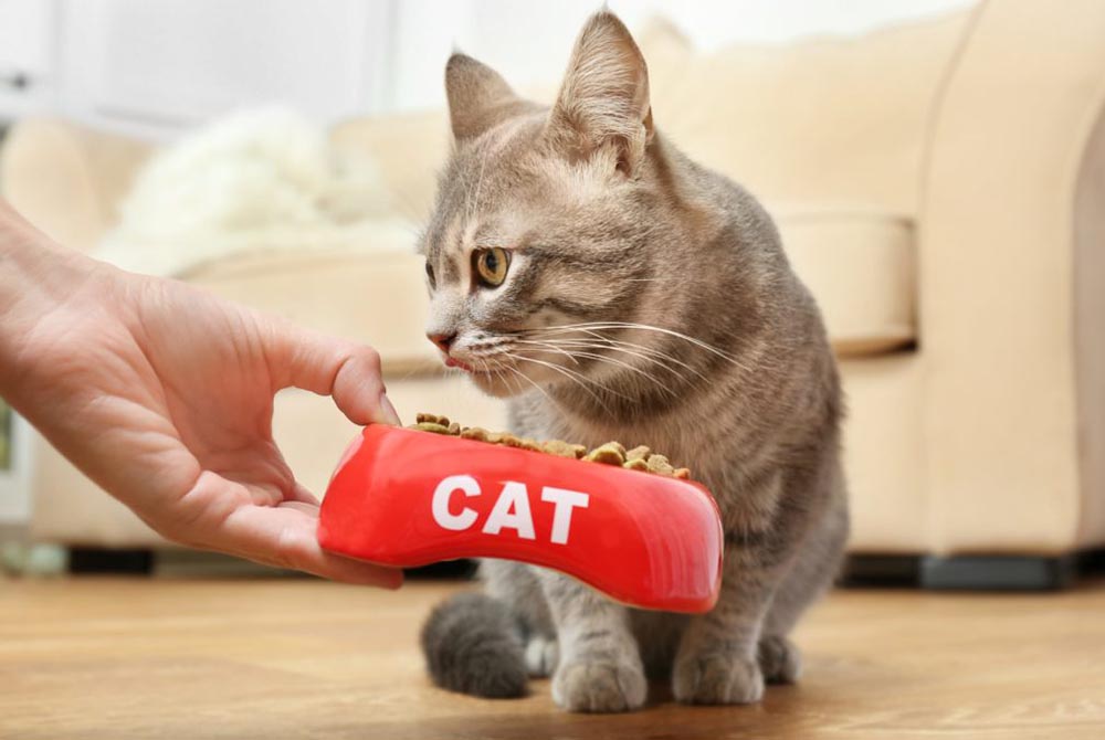 El Gato: Cuidados y Alimentación