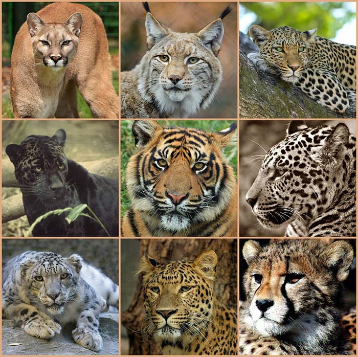Curiosidades Felinas
