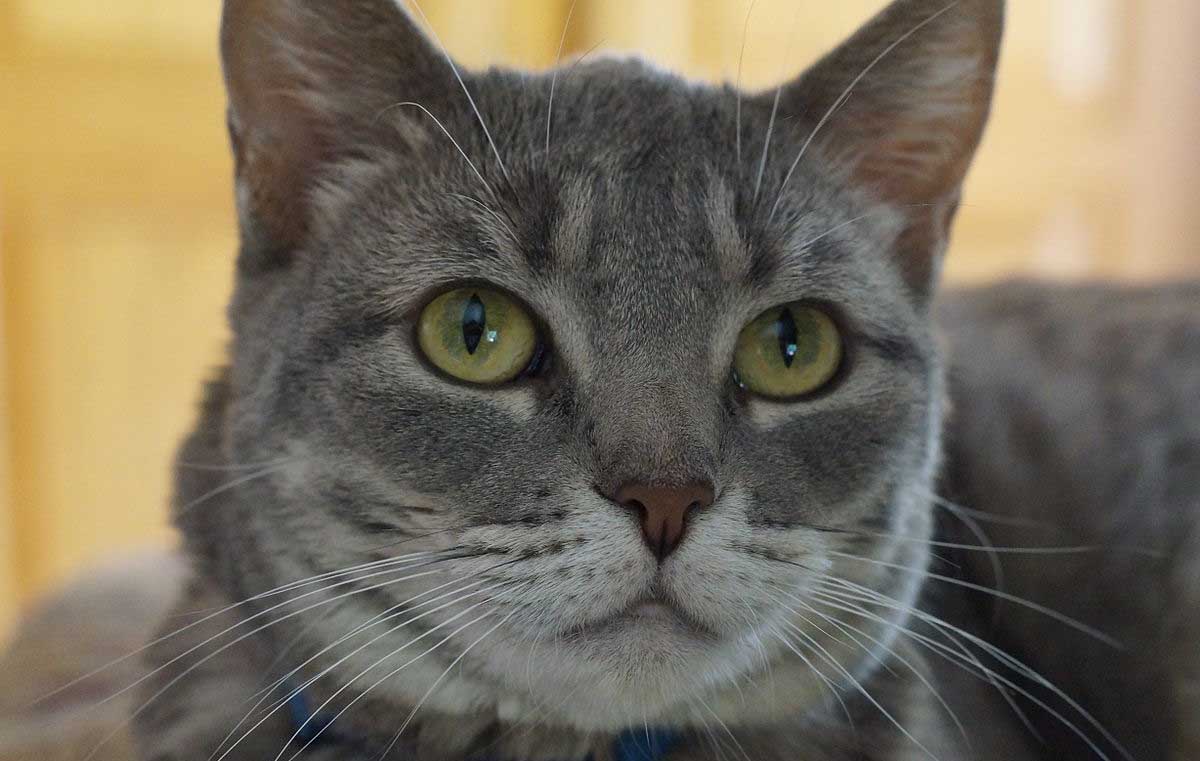 ¿Por qué, Cómo y Cuándo Proteger a tu Gato? ¿Por qué, Cómo y Cuándo Proteger a tu Gato?