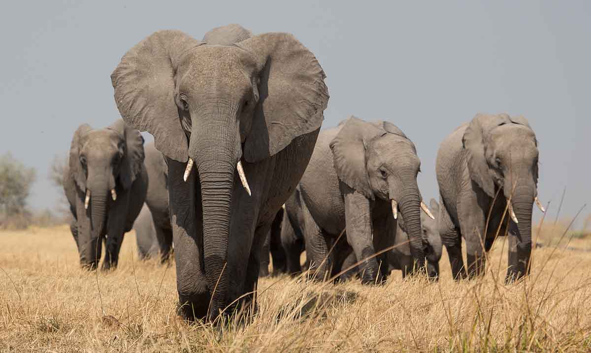 Los Animales Salvajes mas Peligrosos - Elefante africano