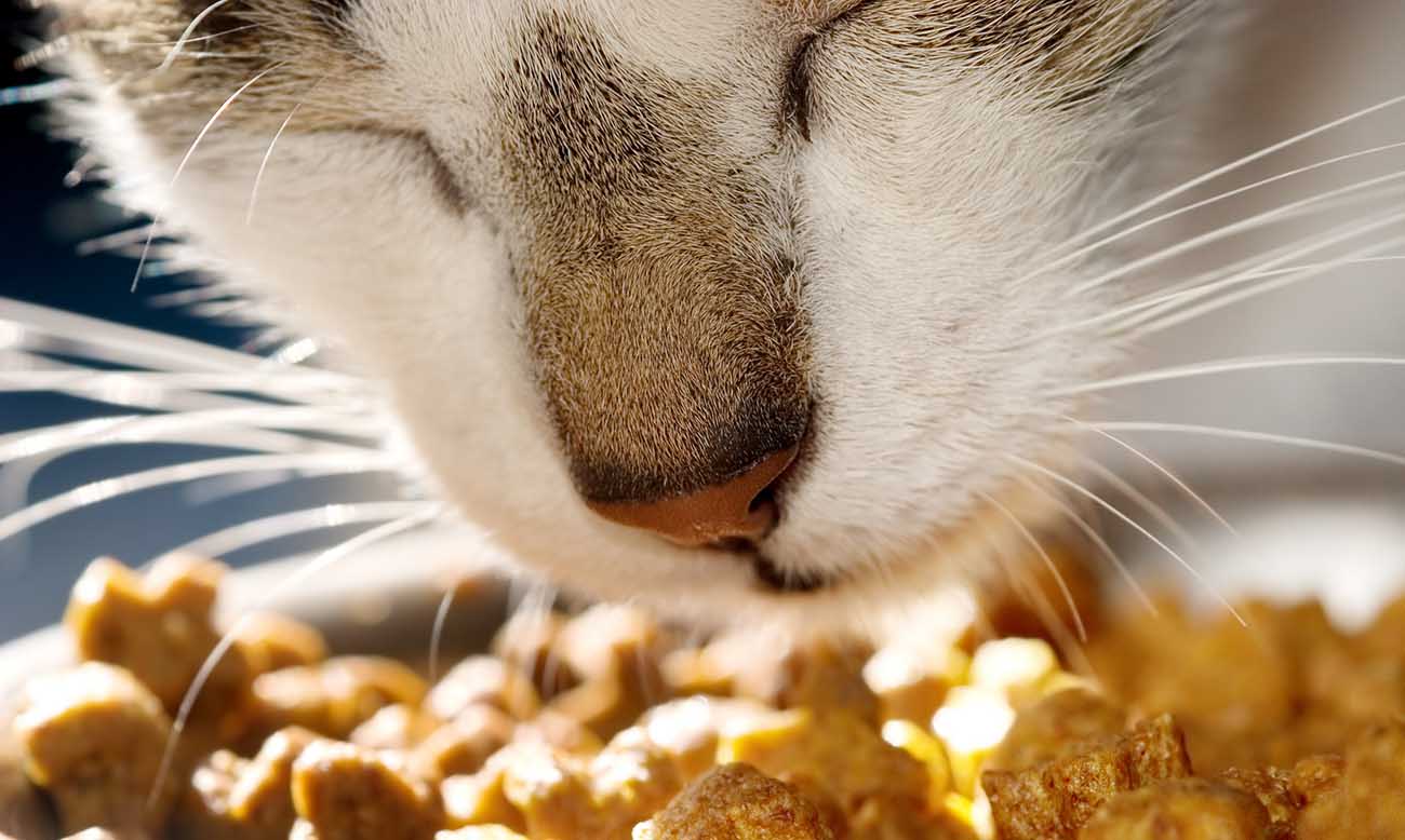 Errores Comunes en la Alimentación de los Gatos Errores Comunes en la Alimentación de los Gatos