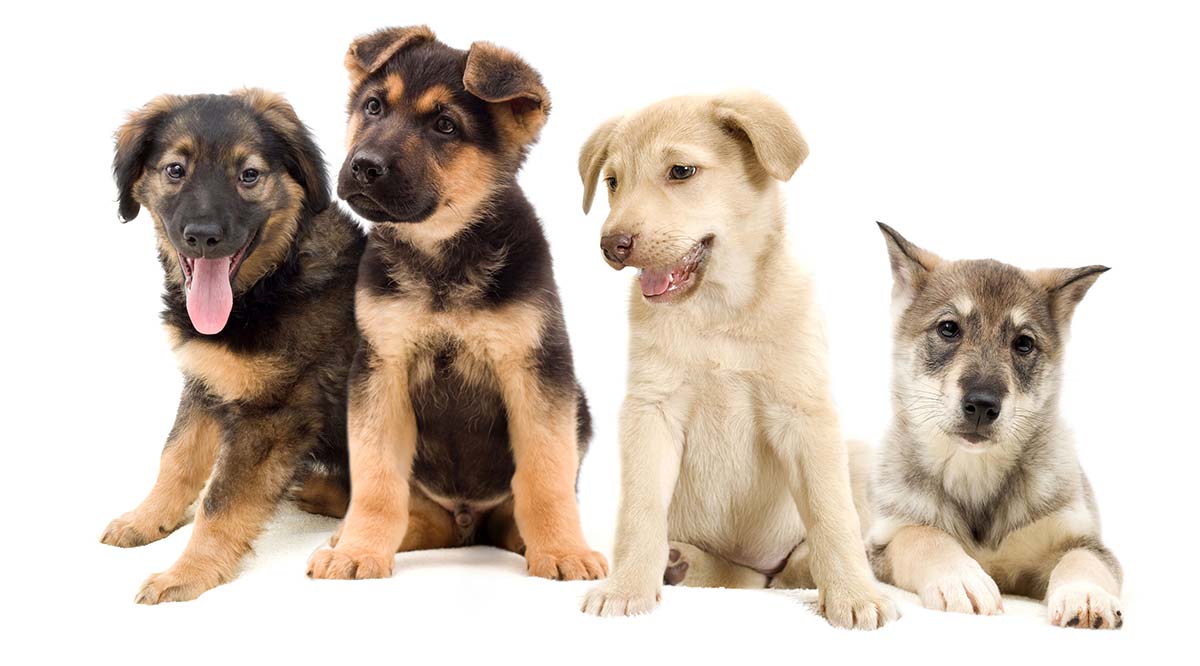Escucha a tu Cachorro
