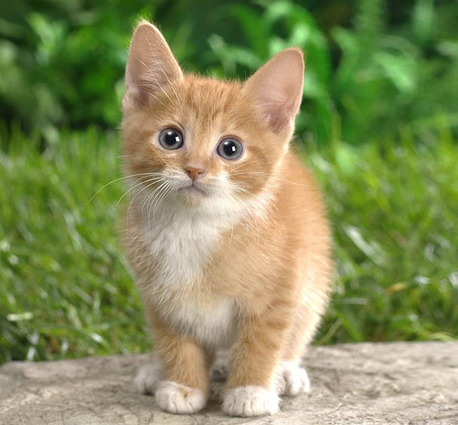 La vida del Gato