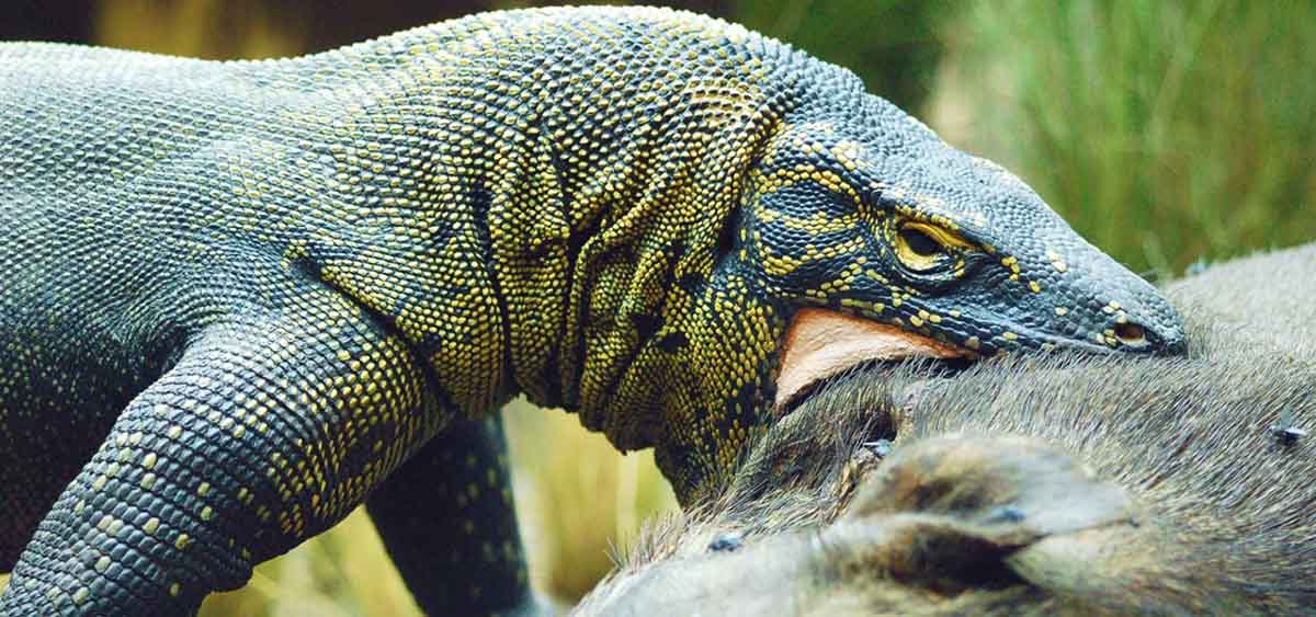 Los Animales Salvajes más Peligrosos - Dragón de Komodo