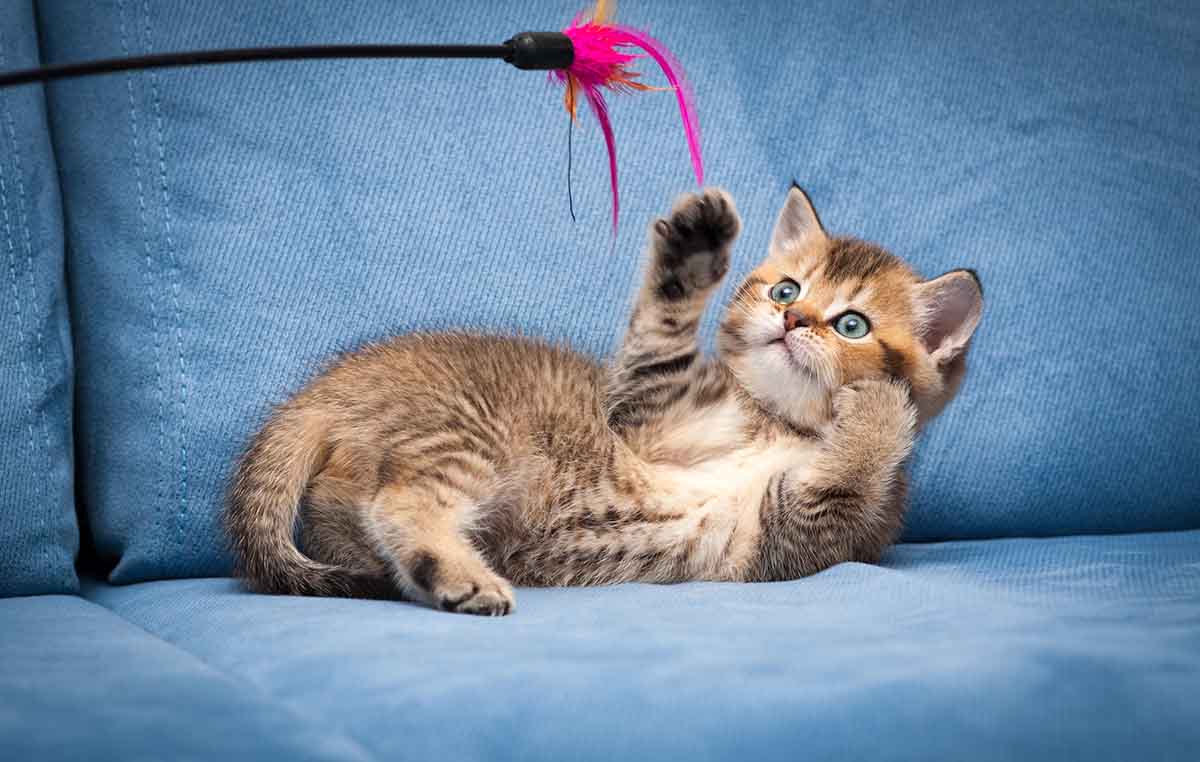 La Importancia del Juego en la Vida del Gato La Importancia del Juego en la Vida del Gato