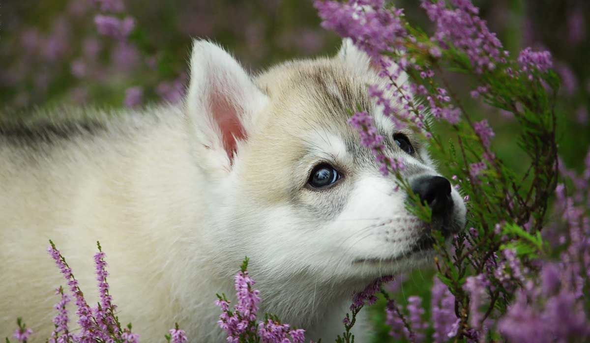 Otros Aceites Esenciales de uso en Veterinaria