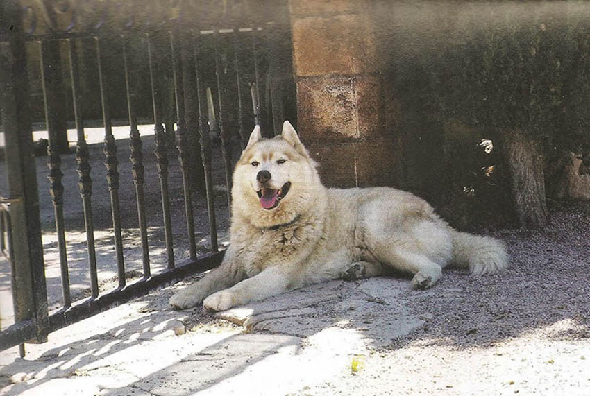 Spiro: un perro de terapias