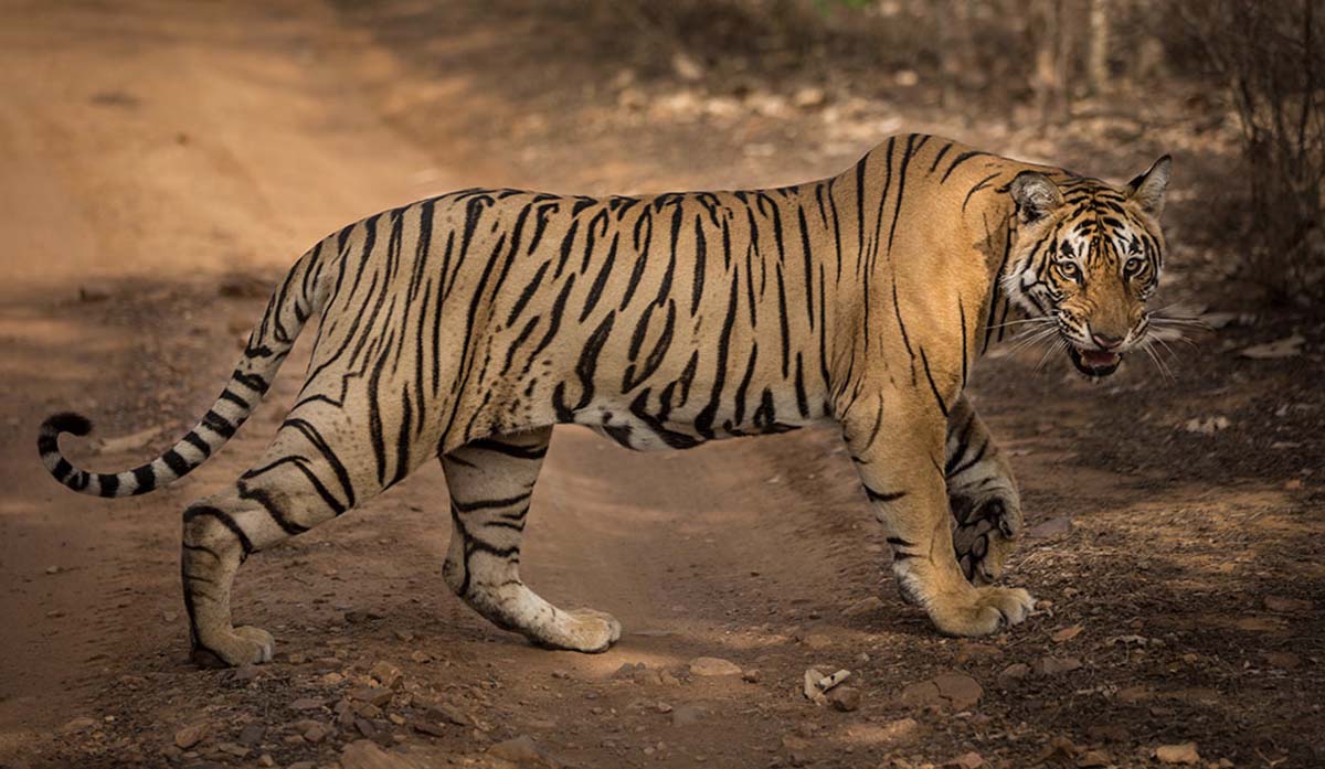 Tener un Tigre como Mascota Tener un Tigre como Mascota