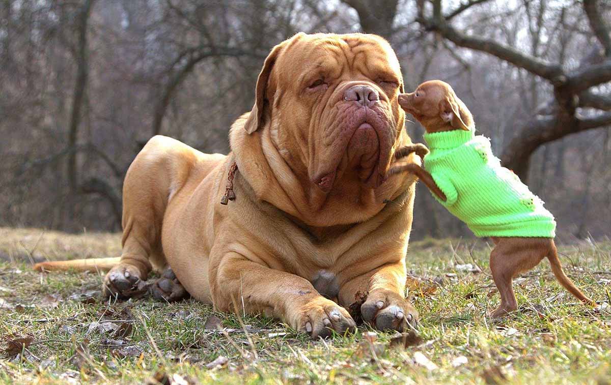 Tu Perro de Raza Grande - Todo lo que Necesitas Saber Tu Perro de Raza Grande - Todo lo que Necesitas Saber