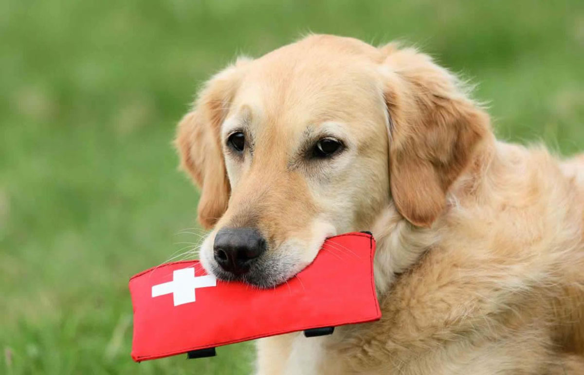 ¿Has oído hablar de las Urgencias Veterinarias a Domicilio?